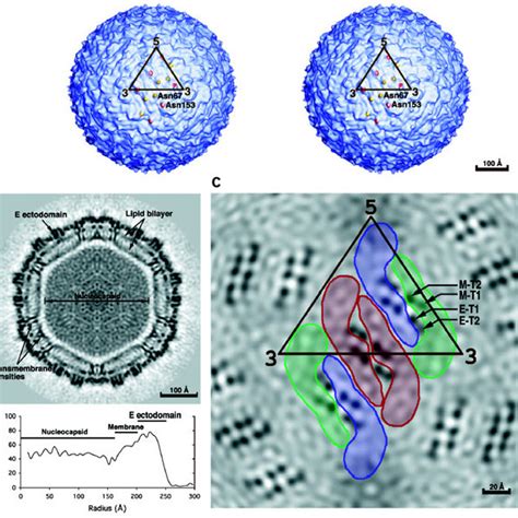 Pdf Visualization Of Membrane Protein Domains By Cryo Electron