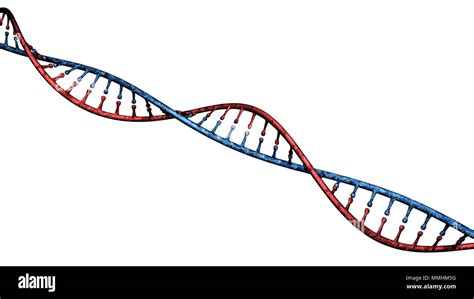 DNA Deoxyribonucleic Acid Is A Thread Like Chain Of Nucleotides