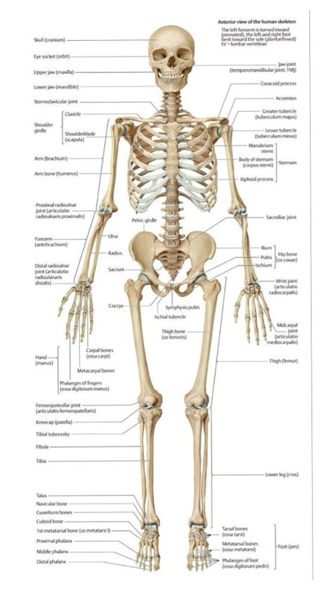 human skeleton system | Anatomia muscolare, Anatomia, Illustrazione medica