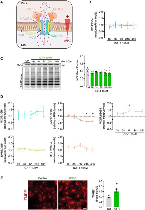 Frontiers Igf Boosts Mitochondrial Function By A Ca Uptake