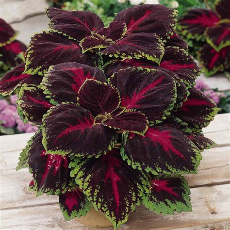 Red Coleus Foliage Plant Seed Coleus Red Kong Flower Seed