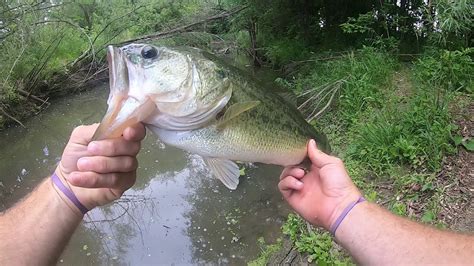 Creek Fishing For Bass Success Youtube