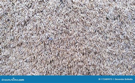 closeup view   stack  paddy grains stock image image  stack