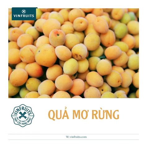 Tìm Hiểu Về Quả Mơ Rừng Đặc điểm Và Công Dụng Vinfruits