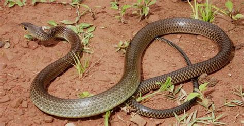 Indochinese Rat Snake (Ptyas korros)