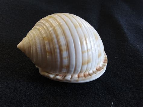 Maritime Museum Curator Donates State Record Shell To Hammocks Beach