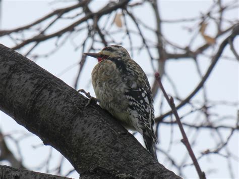 eBird Québec Checklist 25 Dec 2023 Domaine de Maizerets 13 species