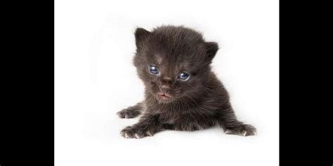 How To Tell How Old A Kitten Is (With Pictures!) - DodoWell - The Dodo