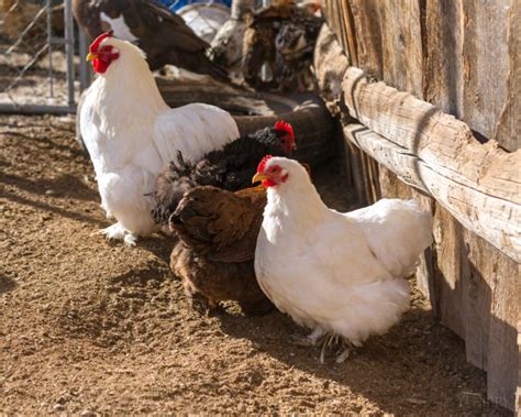 The 15 Most Popular Bantam Breeds To Get