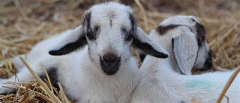 How Many Babies Do Goats Have A Guide To Breeding Goats