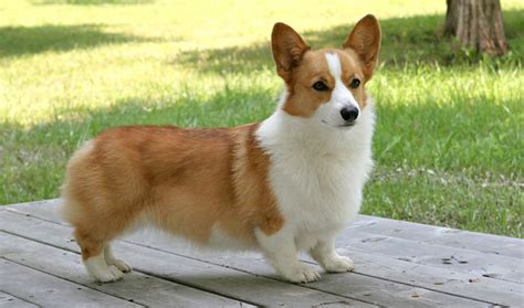 Pembroke Welsh Corgi | Puppypedia! Wiki | Fandom powered by Wikia