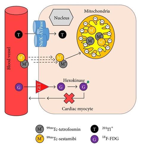 Schematic Representation Of The Mechanism Of Uptake For Commercial