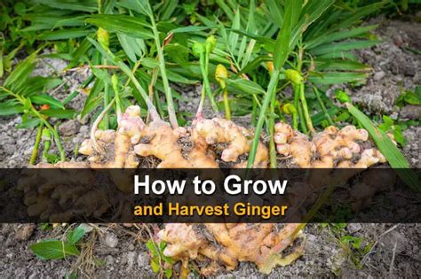 How To Grow And Harvest Ginger