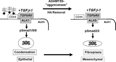 Working Model For Regulation Of Tgf Signaling In Fibroblasts By