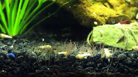 Tons Of Detritus Worms In An Aquarium YouTube