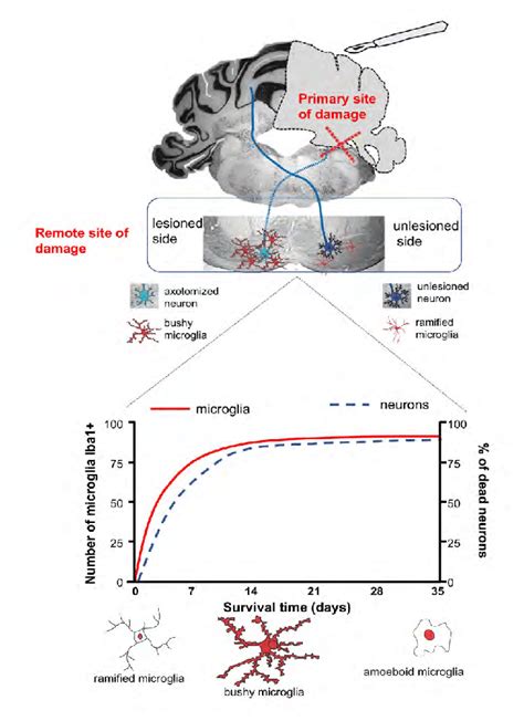 Schematic Of The Long Lasting Activation And Of The Dynamic Changes Of