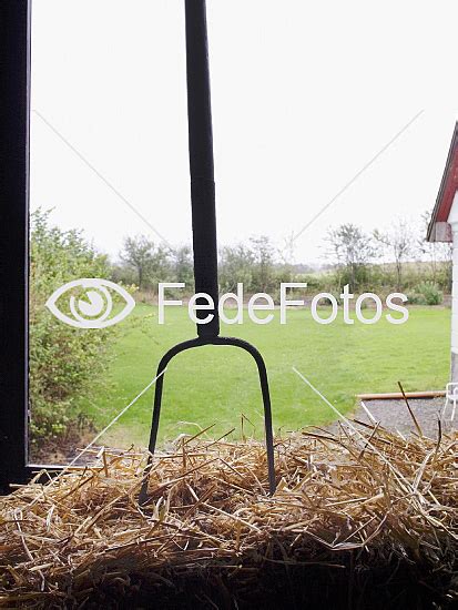 Høtyv Fedefotos Køb Foto
