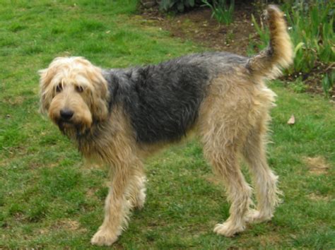 Otterhound Breed Guide - Learn about the Otterhound.