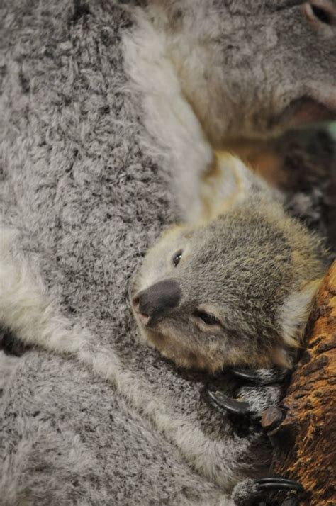 Koala Joey Ready for His Close-Up - ZooBorns