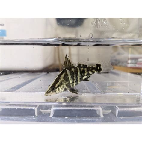 okatanm  akame  okatan yahoo