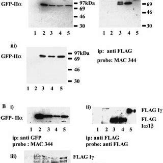 Co Immunoprecipitation Of Gfp Type Ii Pipkin And Flag Tagged Type I