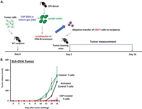 Adoptive Transfer Of CAP Treated T Cells Resulted In Delayed Tumor