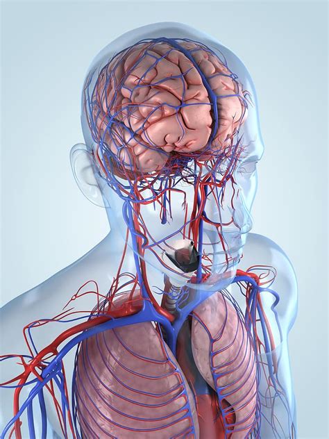 Human Anatomy Artwork By Sciepro