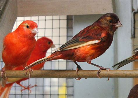 detail jenis jenis kenari  gambarnya koleksi nomer