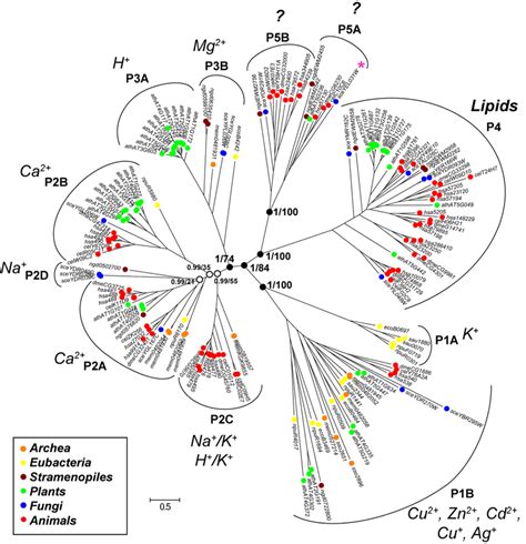 P5 ATPases Share A Common Origin With P4 ATPases Phylogenetic Tree Of