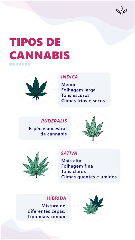 Folhas da cannabis benefícios e como utilizar Kaya Mind