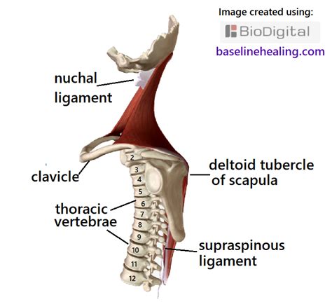 Trapezius Muscles Anatomy Attachments In Detail