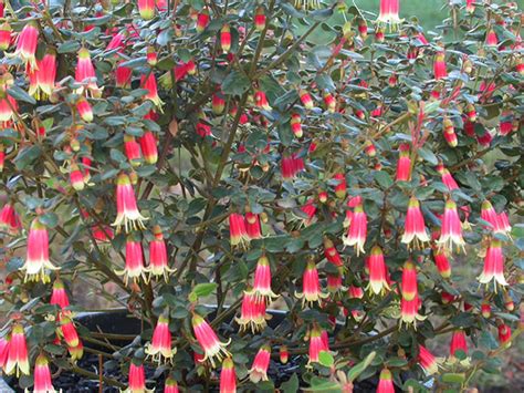 Correa ‘Canberra Bells’ – Native Fuchsia | Gardening With Angus