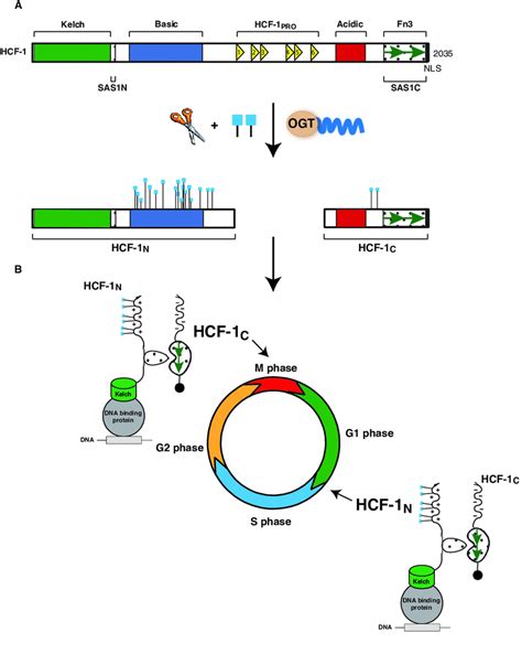 Hcf 1 Maturation And Regulation Of The Human Cell Division Cycle A Download Scientific