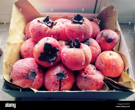 Persimmons Fruit Hi Res Stock Photography And Images Alamy