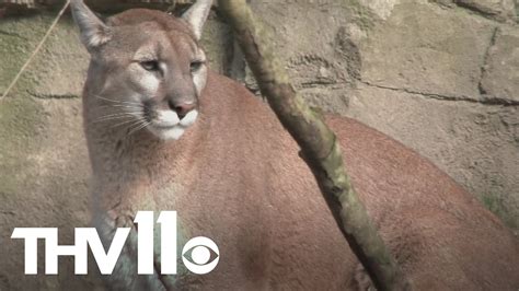 Mountain Lion Sighting Confirmed In Arkansas What To Know Thv