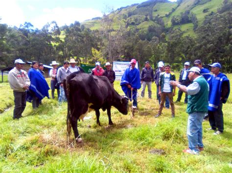 Minagri Atendi En Piura M S De Mil Cabezas De Ganado Con Entrega De