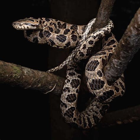 Hong Kong Snakes HongKongSnakeID