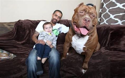 Maior Pit Bull Do Mundo Gera Ninhada Que Vale R 136 Milhões Mundo Ig