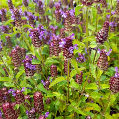 Prunella vulgaris Kleine Braunelle UG1 Blütenmeer GmbH