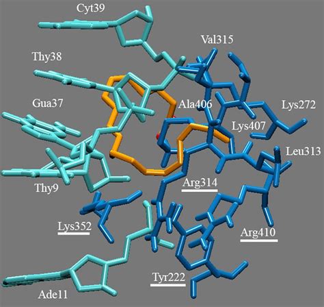 Representation Of The Protein Residues And Dna Bases Contacting The