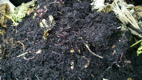 African Nightcrawler worms in Compost - vermiculture for your compost Organic Farming, Organic ...