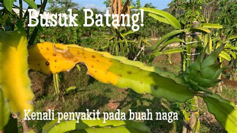 Busuk Batang Pada Buah Naga Penyakit Pada Buah Naga Mengenal