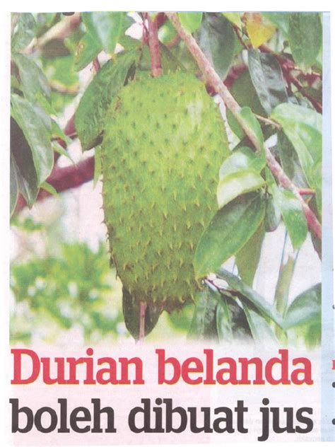 Durian Belanda 1 | PDF