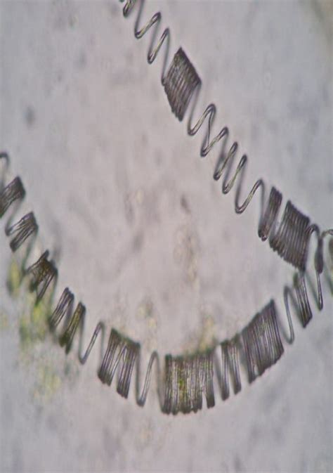 plant leaf vein coil structure expanded  pulling buymicroart