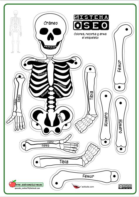 Sistema Oseo Foami Esqueleto Humano Para Ninos Sistema Muscular Para