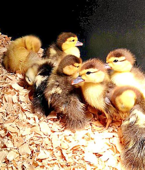 Home Muscovy Duck Ducklings Muscovy Ducklings