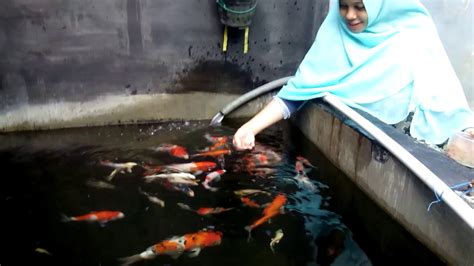 Kasih Makan Ikan Koi YouTube