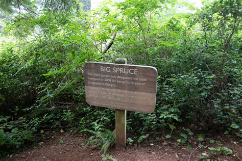 Oregon S Largest Sitka Spruce Signage Atmosfear Video Flickr