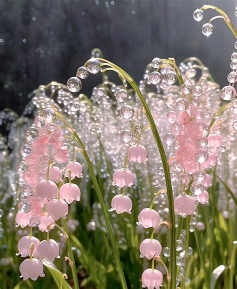 Pretty Pink Flowers With Water Droplets