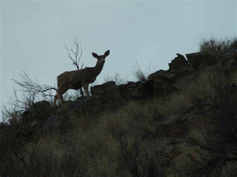 Mule Deer Doe Skylined By Nighthawkpm On Deviantart